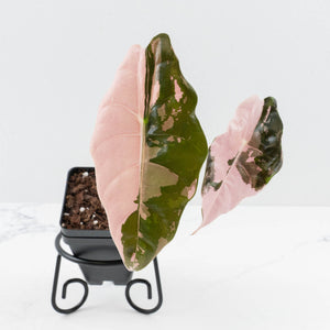 Alocasia Chantrieri Pink Variegated (wk36-L238)