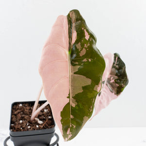 Alocasia Chantrieri Pink Variegated (wk36-L238)