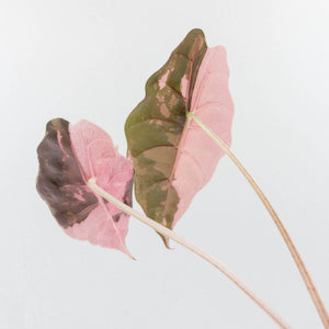 Alocasia Chantrieri Pink Variegated (wk36-L238)