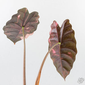 Alocasia Chantrieri Pink Variegated - Corming Size (wk38-L280)