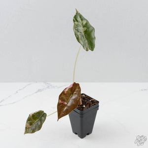 Alocasia Chantrieri Pink Variegated (wk41-L346)