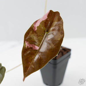 Alocasia Chantrieri Pink Variegated (wk41-L346)