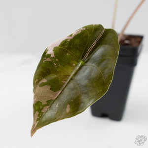 Alocasia Chantrieri Pink Variegated (wk41-L346)