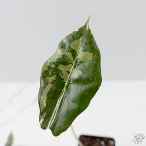 Alocasia Chantrieri Pink Variegated (wk41-L346)
