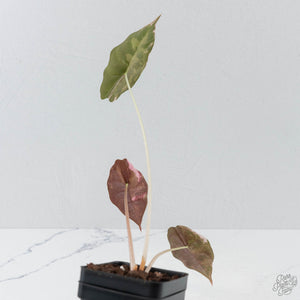 Alocasia Chantrieri Pink Variegated (wk41-L346)