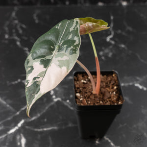 Alocasia Chantrieri Pink Variegated (wk41-L347)