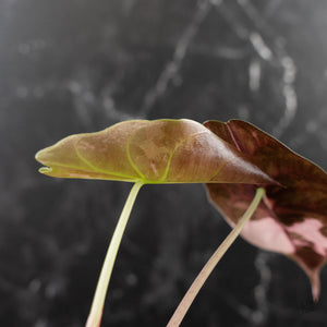 Alocasia Chantrieri Pink Variegated (wk41-L347)