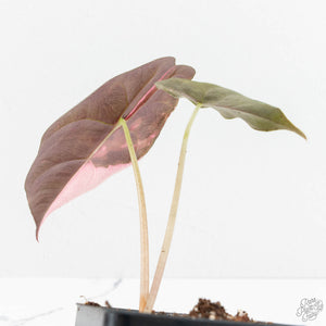 Alocasia Chantrieri Pink Variegated (wk18-M)