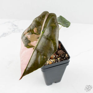 Alocasia Chantrieri Pink Variegated (wk18-M)