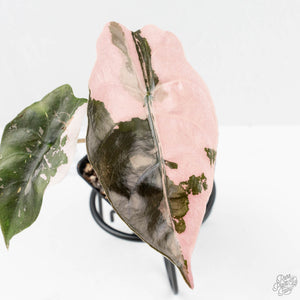 Alocasia Chantrieri Pink Variegated (wk19-UO)