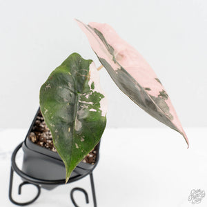 Alocasia Chantrieri Pink Variegated (wk19-UO)