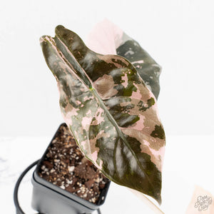 Alocasia Chantrieri Pink Variegated (wk19-UN)