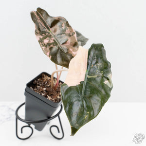 Alocasia Chantrieri Pink Variegated (wk19-UN)