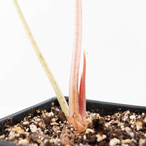 Alocasia Chantrieri Pink Variegated (wk21-F)