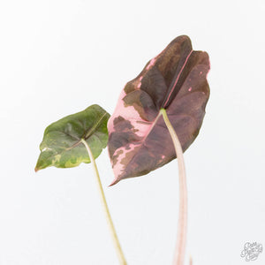 Alocasia Chantrieri Pink Variegated (wk21-F)