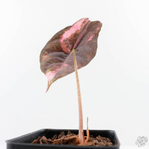 Alocasia Chantrieri Pink Variegated (wk24-B)