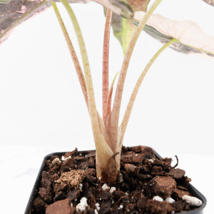 Alocasia 'Comet' Pink Variegated (wk32-UB)