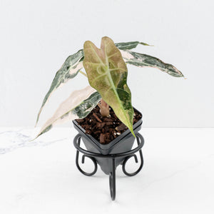 Alocasia 'Comet' Pink Variegated (wk32-UB)