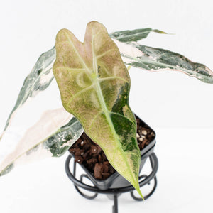 Alocasia 'Comet' Pink Variegated (wk32-UB)