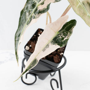 Alocasia 'Comet' Pink Variegated (wk32-UB)