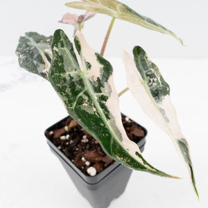 Alocasia 'Comet' Pink Variegated (wk32-UB)
