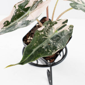 Alocasia 'Comet' Pink Variegated (wk32-UB)