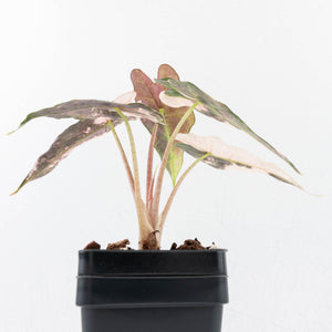 Alocasia 'Comet' Pink Variegated (wk32-UB)