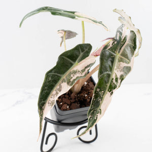 Alocasia 'Comet' Pink Variegated (wk34-U43)