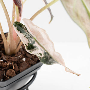 Alocasia 'Comet' Pink Variegated (wk34-U43)
