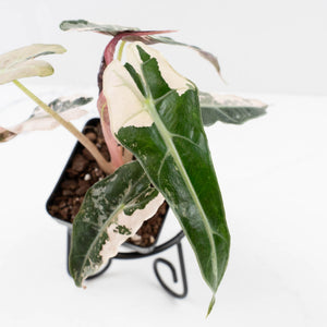 Alocasia 'Comet' Pink Variegated (wk34-U43)