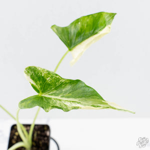 Alocasia 'Crinkles' Albo variegated (wk26-UI)