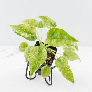 Alocasia Cucullata Mint Variegated
