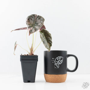 Alocasia 'Cuprea' Pink/Albo Variegated (wk21-G)