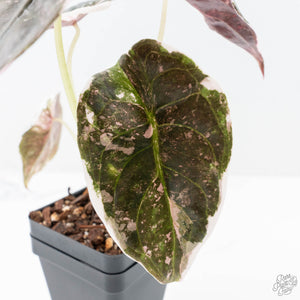Alocasia 'Cuprea' Pink/Albo Variegated (wk21-G)