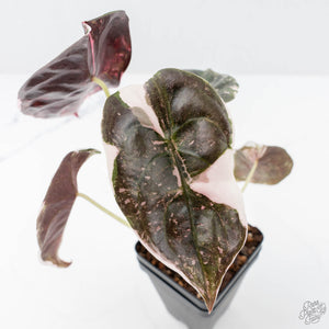 Alocasia 'Cuprea' Pink/Albo Variegated (wk21-G)