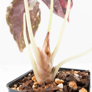 Alocasia 'Cuprea' Pink/Albo Variegated (wk21-G)