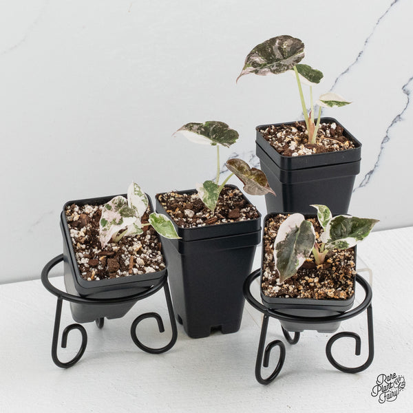 Alocasia 'Cuprea' Albo/Pink Variegated *Grower's choice*