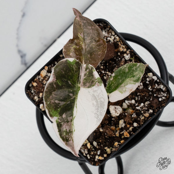 Alocasia 'Cuprea' Albo/Pink Variegated *Grower's choice*