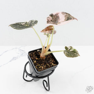 Alocasia 'Cuprea' Pink/Albo Variegated (wk19-L)