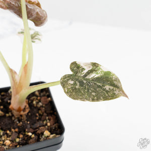 Alocasia 'Cuprea' Pink/Albo Variegated (wk19-L)