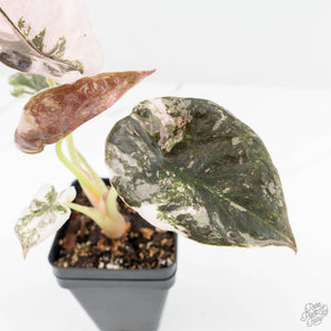 Alocasia 'Cuprea' Pink/Albo Variegated (wk19-L)