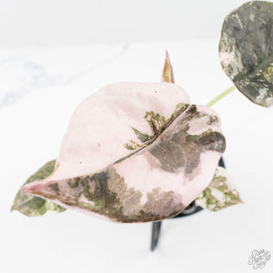 Alocasia 'Cuprea' Pink/Albo Variegated (wk19-L)