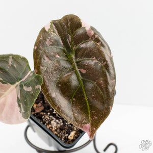 Alocasia 'Cuprea' True Pink Variegated *Corm Grown* (wk18-UP)
