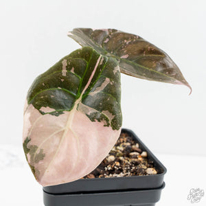 Alocasia 'Cuprea' True Pink Variegated *Corm Grown* (wk18-UP)