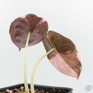 Alocasia 'Cuprea' True Pink Variegated *Corm Grown* (wk18-UP)