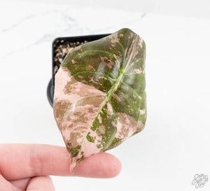 Alocasia 'Cuprea' True Pink Variegated *Corm Grown* (wk13-UV)