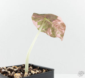 Alocasia 'Cuprea' True Pink Variegated *Corm Grown* (wk13-UV)
