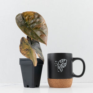 Alocasia Cuprea Gold/Aurea/Caramel Latte Variegated (wk35-L215)