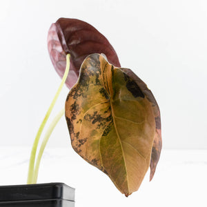 Alocasia Cuprea Gold/Aurea/Caramel Latte Variegated (wk35-L215)