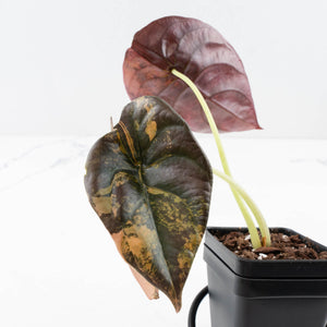 Alocasia Cuprea Gold/Aurea/Caramel Latte Variegated (wk35-L215)